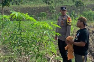 Polsek Sekar Memonitor langsung Pertanian di Wilayah Hukum Polsek Sekar